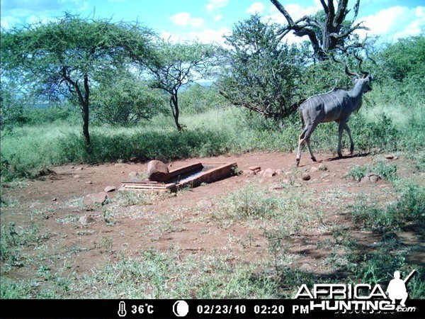 Greater Kudu leaving waterhole