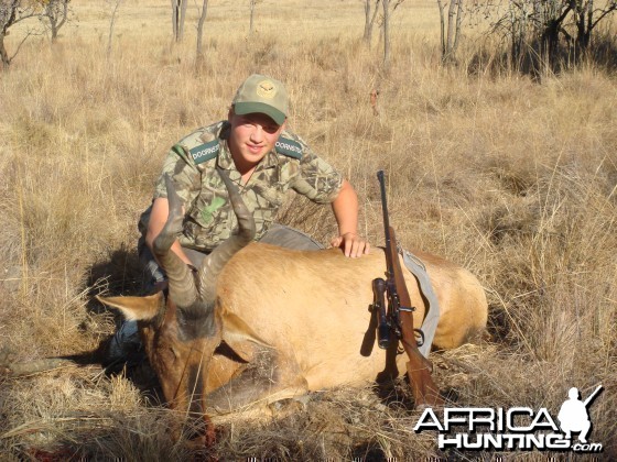 Red Hartebeest