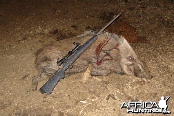 Bushpig Hunt in South Africa