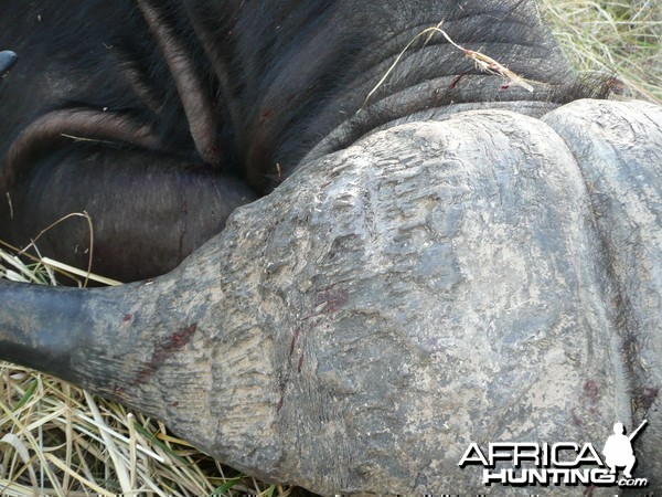 Buffalo hunting in the South Luangwa area of Zambia - 40 inch horns
