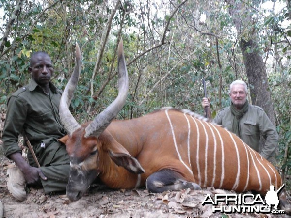 Exceptional Bongo hunted in Central African Republic