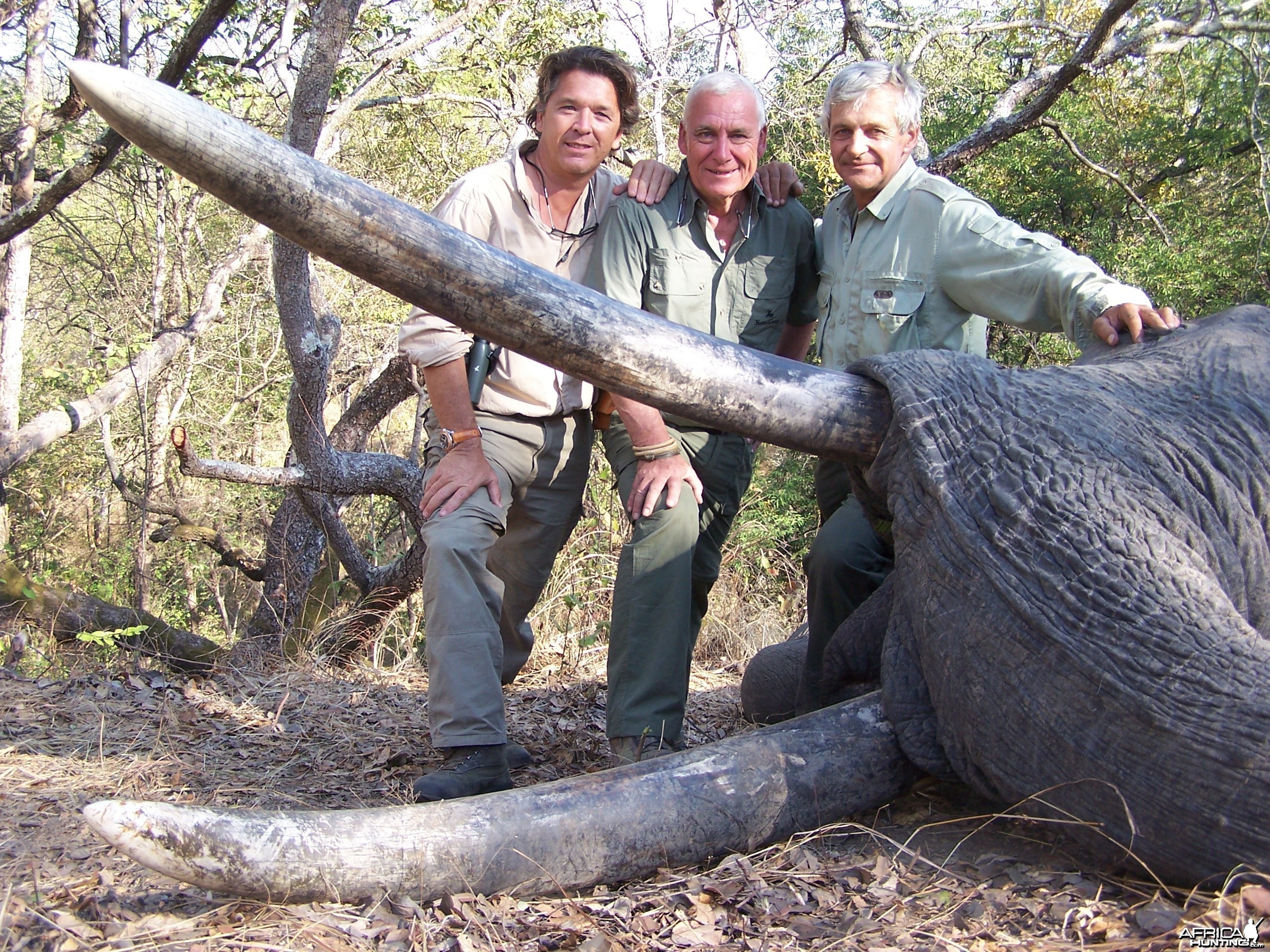 Big Elenpahnt hunted in Tanzania