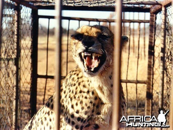 Cheetah waiting to be relocated