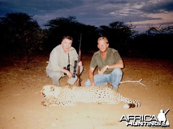 Hunting Cheetah Namibia