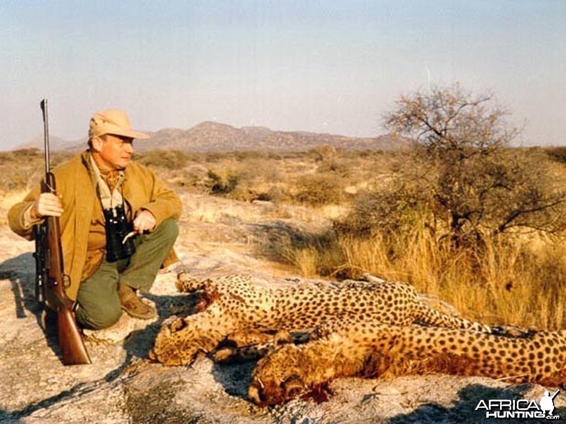 Hunting Cheetah Namibia