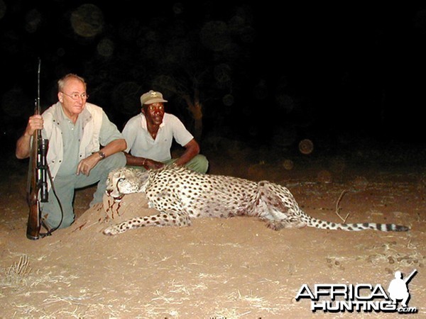 Hunting Cheetah Namibia