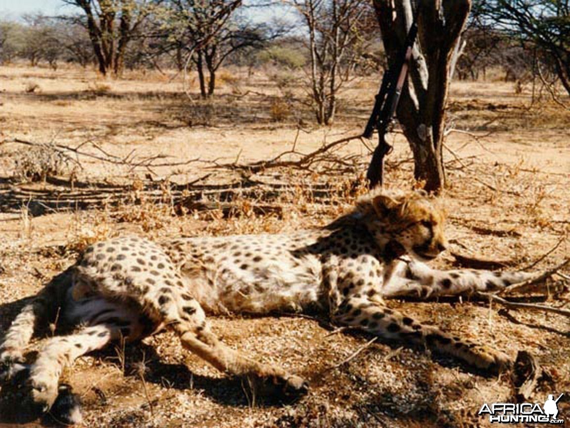 Cheetah Hunting Namibia