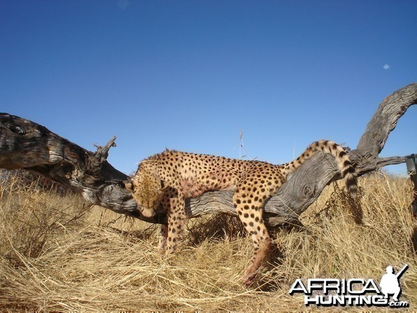 Cheetah Hunting Namibia