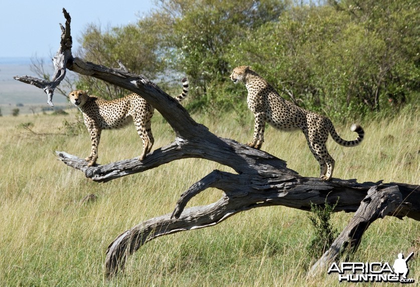 Cheetah at Paly Tree Scouting
