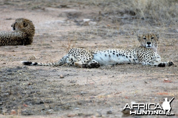 Cheetah Resting