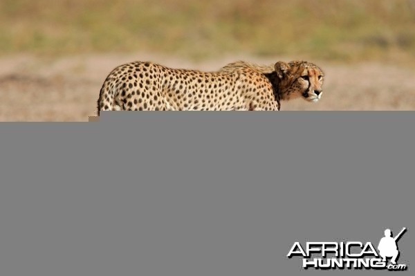 Male Cheetah