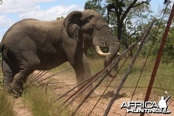 Naughty Elephant in South Africa