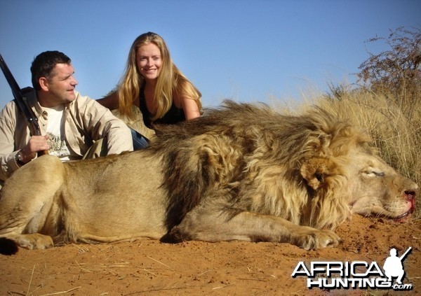 Big mane Lion hunted in South Africa