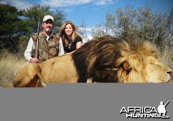 Big mane Lion hunted in South Africa