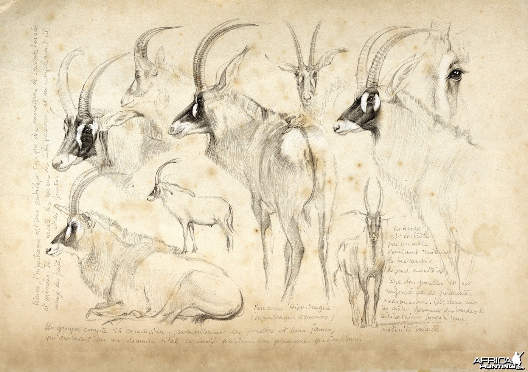 Wildlife Artist Marcello Pettineo - Roan Antelope