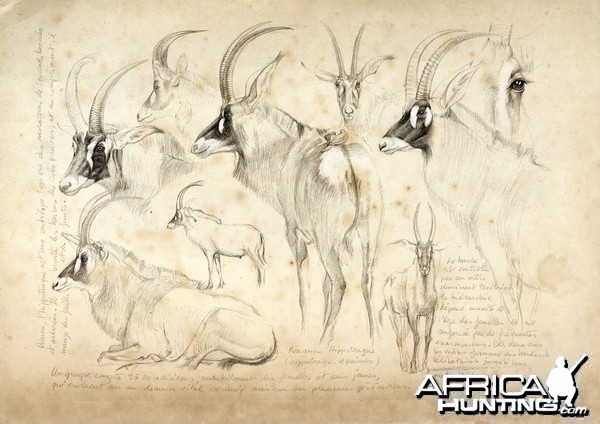 Wildlife Artist Marcello Pettineo - Roan Antelope