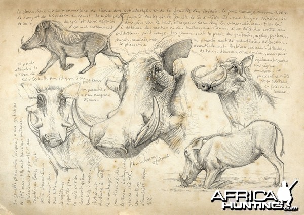 Wildlife Artist Marcello Pettineo - Warthog