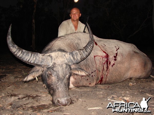 Asiatic buffalo bull, Arnhemland, Australia