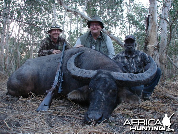 Asiatic buffalo bull, Arnhemland, Australia