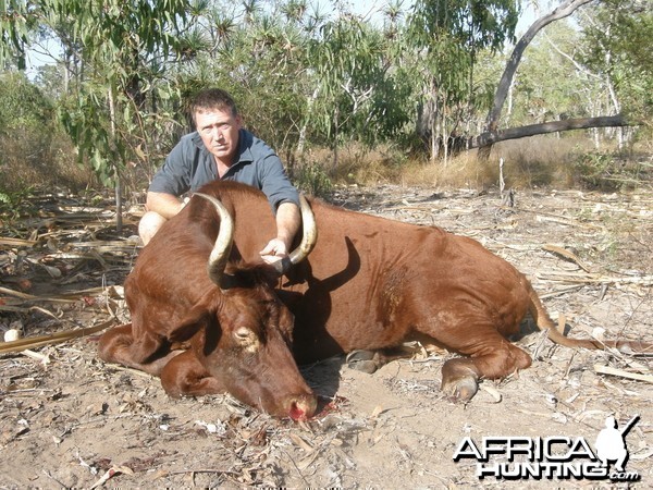 Wild Oxen, Arnhemland, Australia.