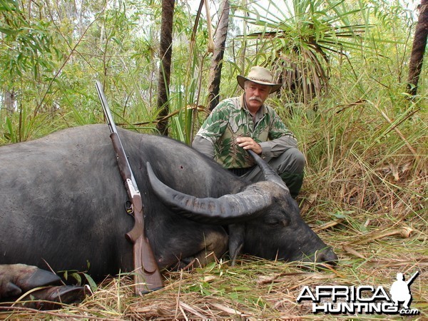 Asiatic buffalo bull, Arnhemland, Australia