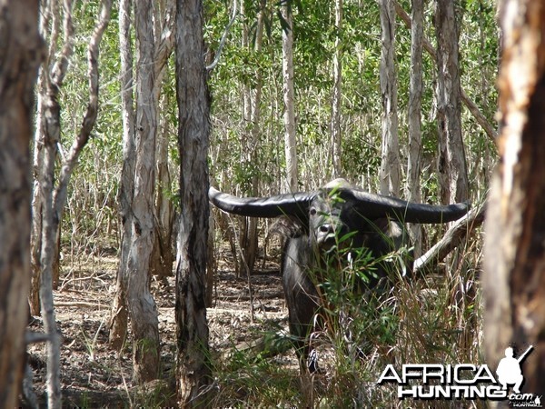 Asiatic buffalo bull, Arnhemland, Australia