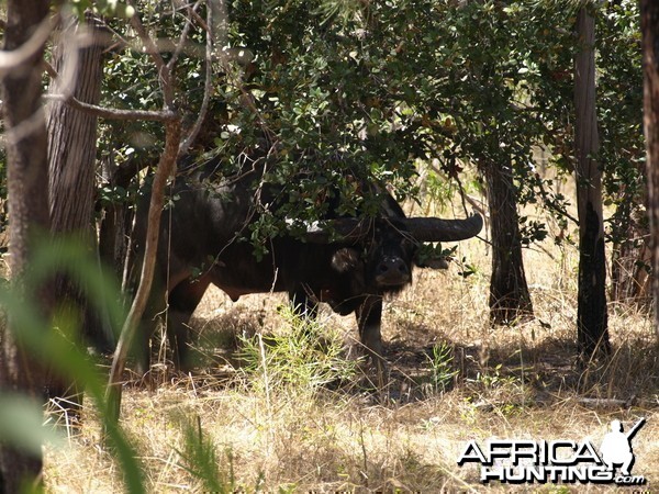 Asiatic buffalo bull, Arnhemland, Australia