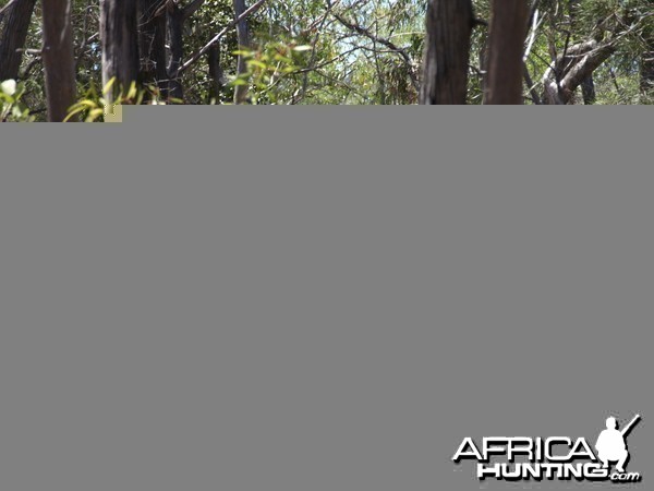 Asiatic buffalo bull, Arnhemland, Australia