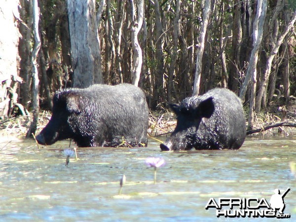 Arnhemland scenery &amp; wildlife.