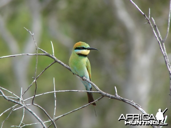 Arnhemland scenery &amp; wildlife.