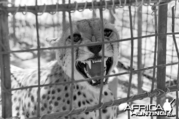 Cheetah being relocated by Cheetah Conservation Fund (CCF)