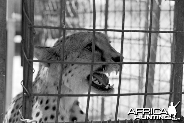 Cheetah being relocated by Cheetah Conservation Fund (CCF)