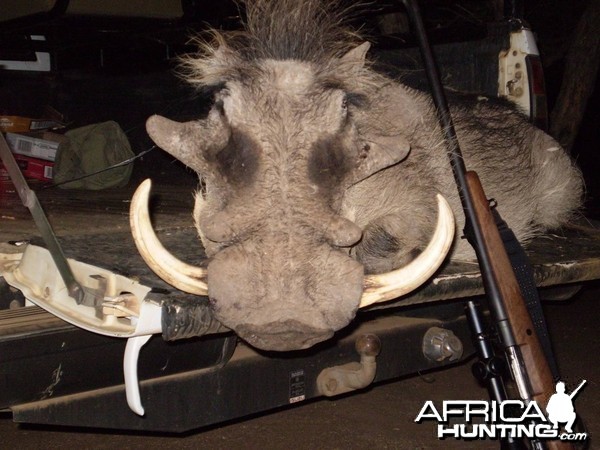 Warthog - Bushwack Safaris