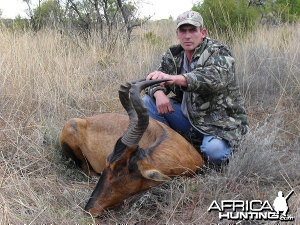 Hartebeest - Bushwack Safaris