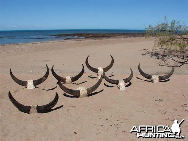 Asiatic buffalo bull, Arnhemland, Australia