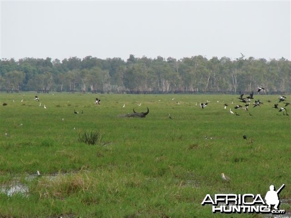 Arnhemland scenery &amp; wildlife.