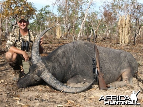 Asiatic buffalo bull, Arnhemland, Australia