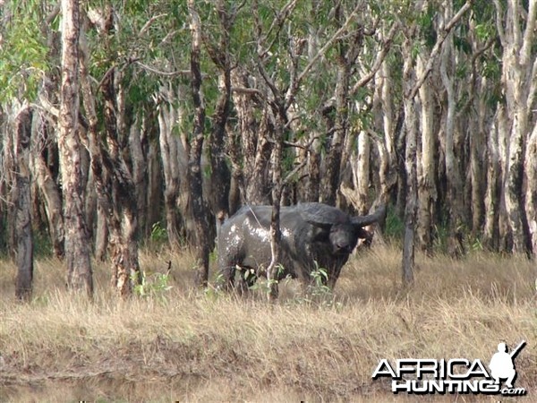 Asiatic buffalo bull, Arnhemland, Australia