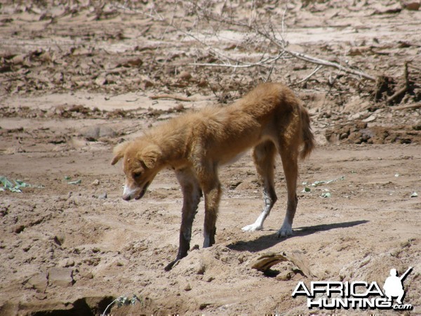 Skinny sad looking dog