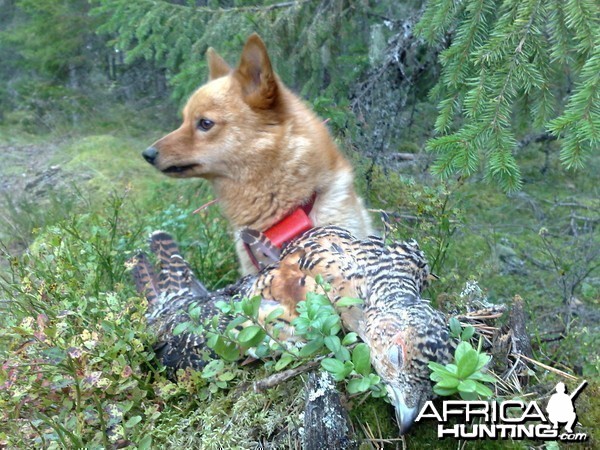 Capercaillie