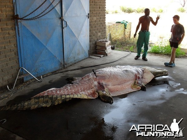 Croc - Bushwack Safaris