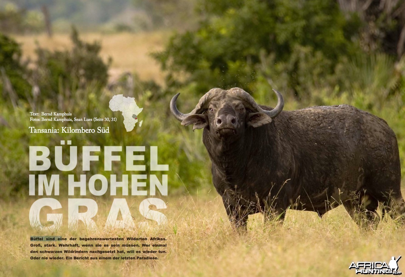 Buffaloes in the Tall Grass - Tanzania