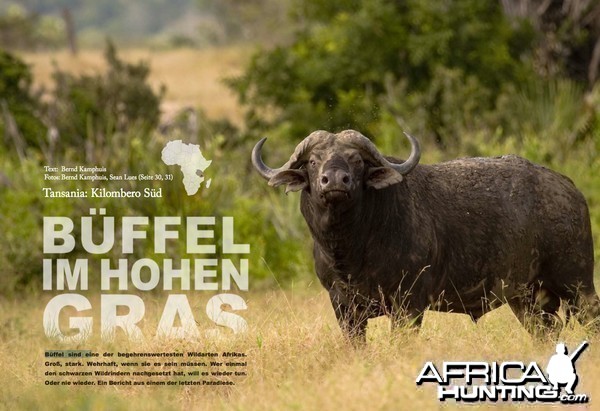 Buffaloes in the Tall Grass - Tanzania