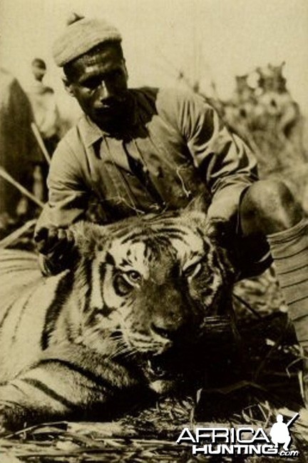 Chowgarh Man-eater Tiger