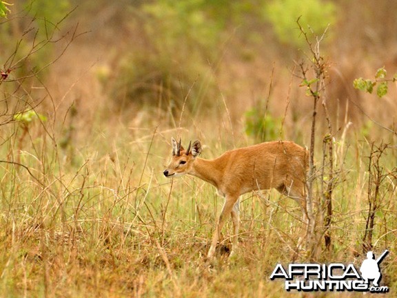 The Four-horned Antelope, Chousingha, from India