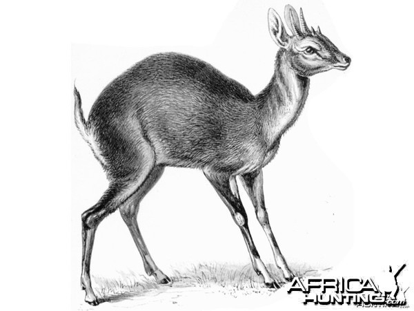 The Four-horned Antelope, Chousingha, from India