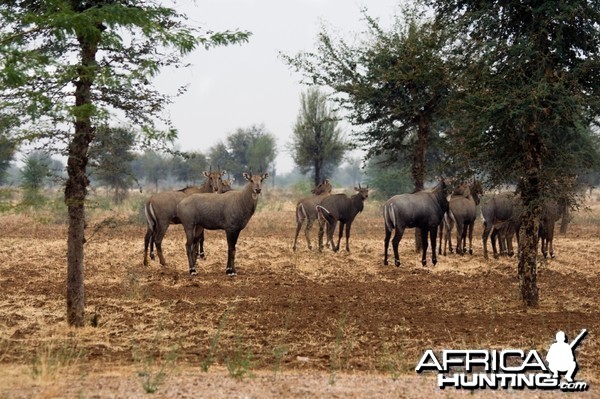 Nilgai Antelopes Under The Rain In Desert. India, Rajasthan