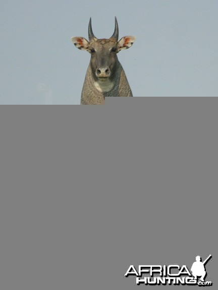 Nilgai also known as Blue Bull