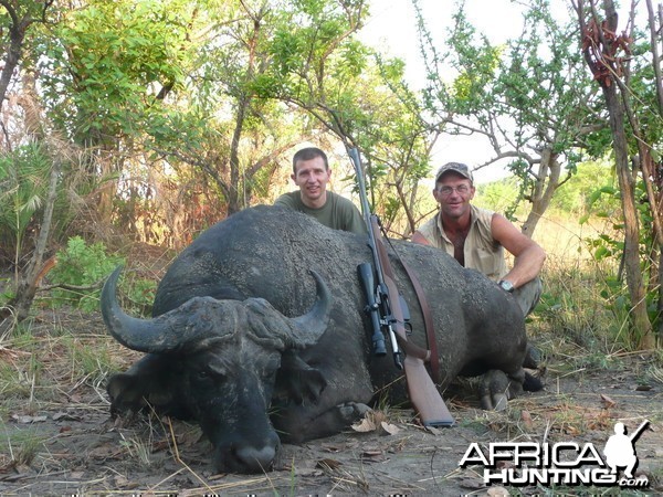 Big bodied buffalo bull from CAR