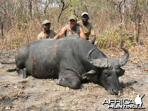 Black buffalo bull from CAR